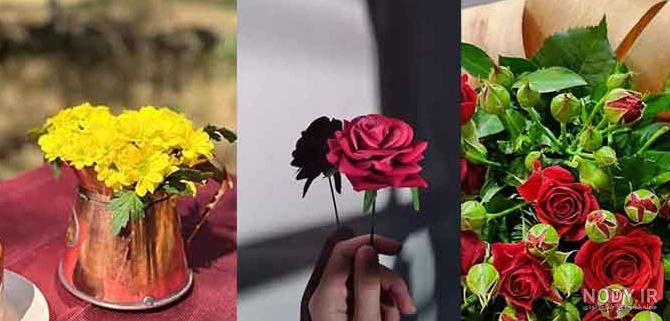 عکس گل پروفایل روبیکا - عکس نودی