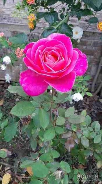 عکس گل گیاه برای پروفایل ۱۴۰۰ - عکس نودی عکس گل گیاه برای پروفایل ۱۴۰۰ - عکس نودی