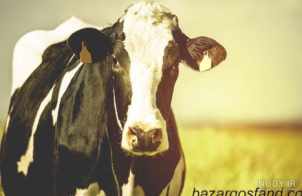عکس ی گاو ۱۴۰۰ - عکس نودی عکس ی گاو ۱۴۰۰ - عکس نودی