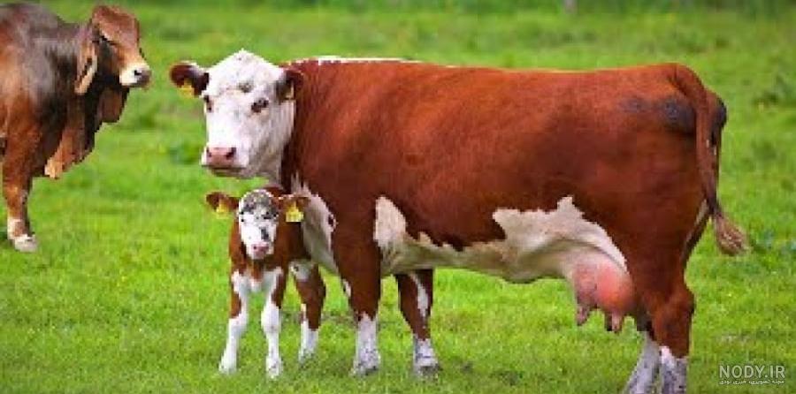 عکسهای گاو اسب ۱۴۰۰ - عکس نودی عکسهای گاو اسب ۱۴۰۰ - عکس نودی