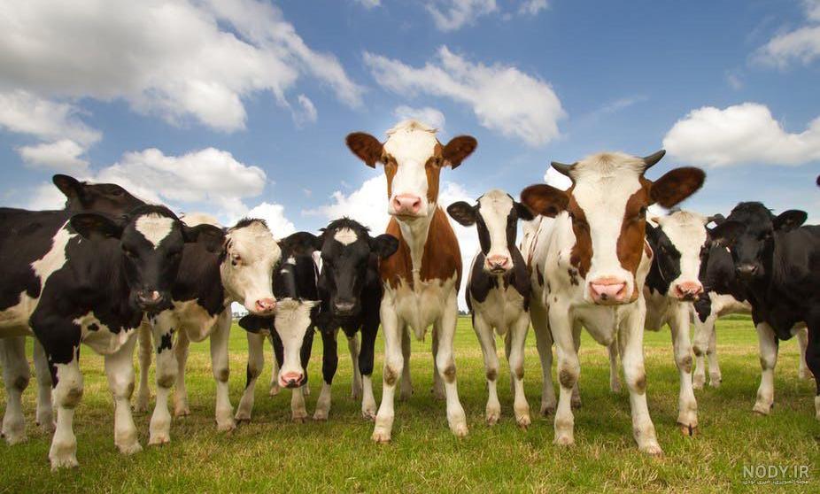 معرفی نژاد گاو گوشتی هرفورد/Hereford cattle