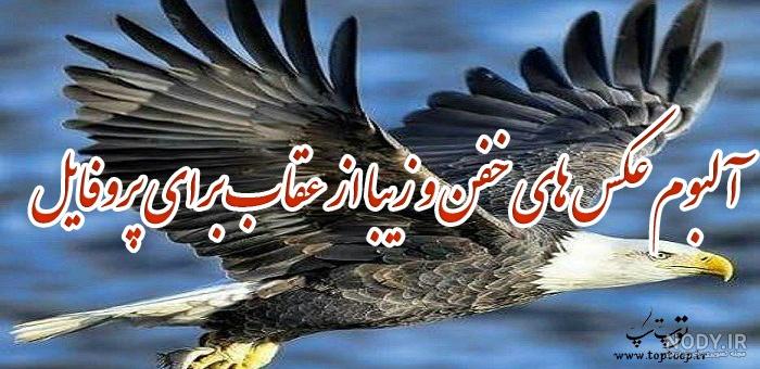 پروفایل عقاب | عکس نوشته برای عقاب های زیبا و وحشی