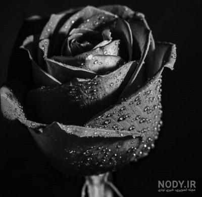 گالری عکس های دیدنی گل رز سیاه | تصاویر گل رز های مشکی زیبا