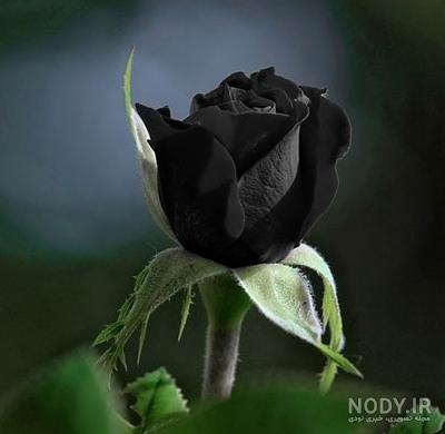 گالری عکس گل رز مشکی؛ ۲۹ عکس خاص و محشر برای پروفایل - ستاره