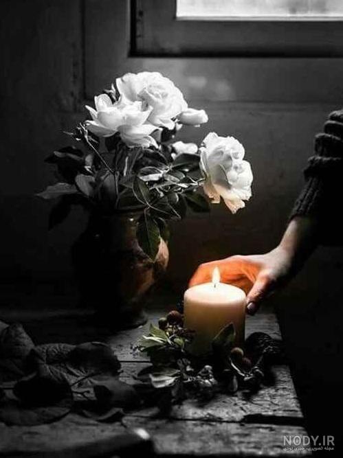 گالری عکس گل رز مشکی؛ ۲۹ عکس خاص و محشر برای پروفایل - ستاره