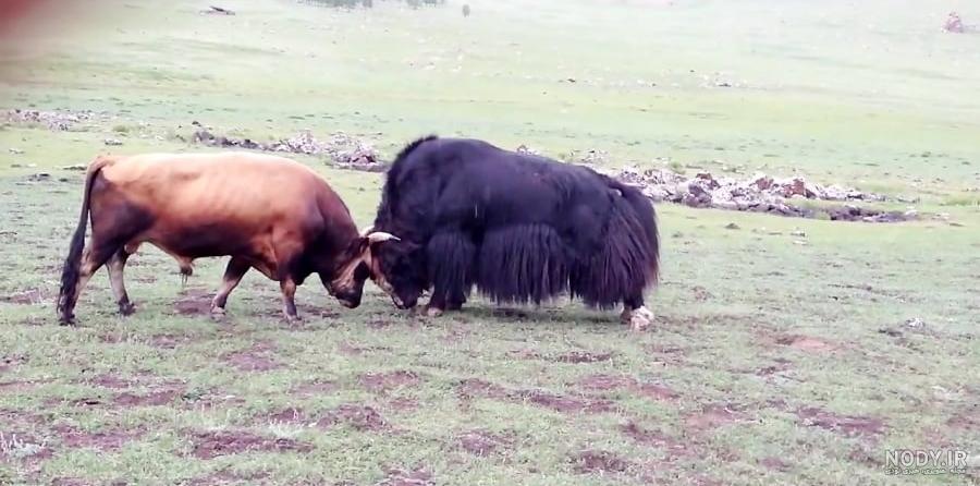 گاو نژاد هرفورد (Hereford) | ماکی دام