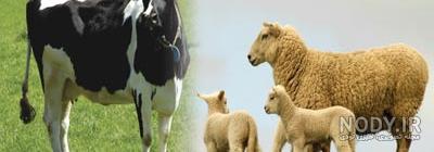 گروهی از حیوانات مزرعه گاو گوسفند اسب خر مرغ بره بز بز خوک در ... گروهی از حیوانات مزرعه گاو گوسفند اسب خر مرغ بره بز بز خوک در ...