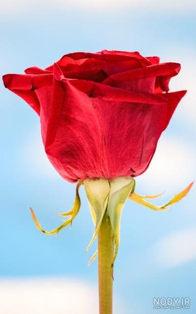 عکس گل رز برای تصویر زمینه عکس گل رز برای تصویر زمینه