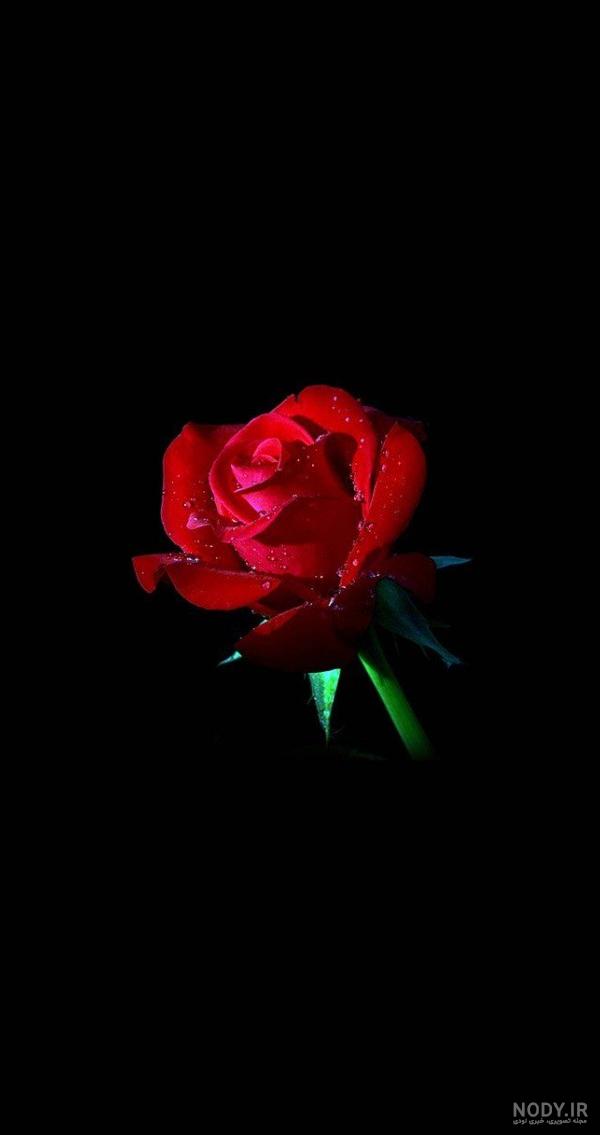 عکس گل رز تصویر زمینه - عکس نودی عکس گل رز تصویر زمینه - عکس نودی