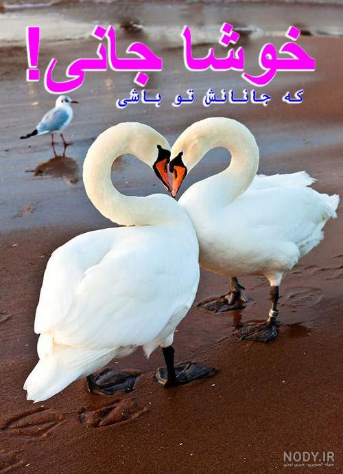  عکس پروفایل پرنده های عاشق