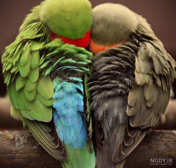 عکس پروفایل پرنده های عاشق
