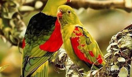  عکس پروفایل پرنده های عاشق