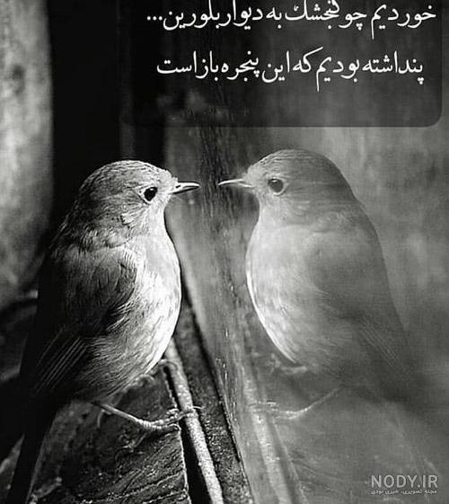  عکس پروفایل پرنده های عاشق