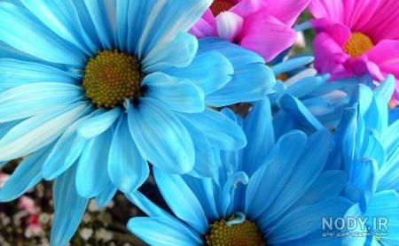 120 عکس پروفایل گل زیبا | زیباترین عکس های گل برای پروفایل