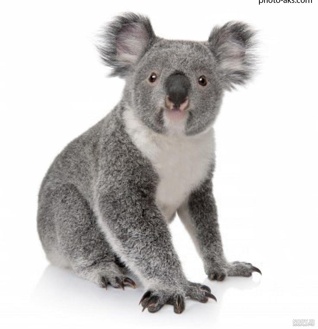 الاغ donkey الاغ donkey