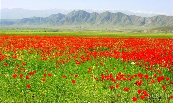 بایگانی‌ها گل و گیاه - صفحه 2 از 16 - گالری تصاویر نقش