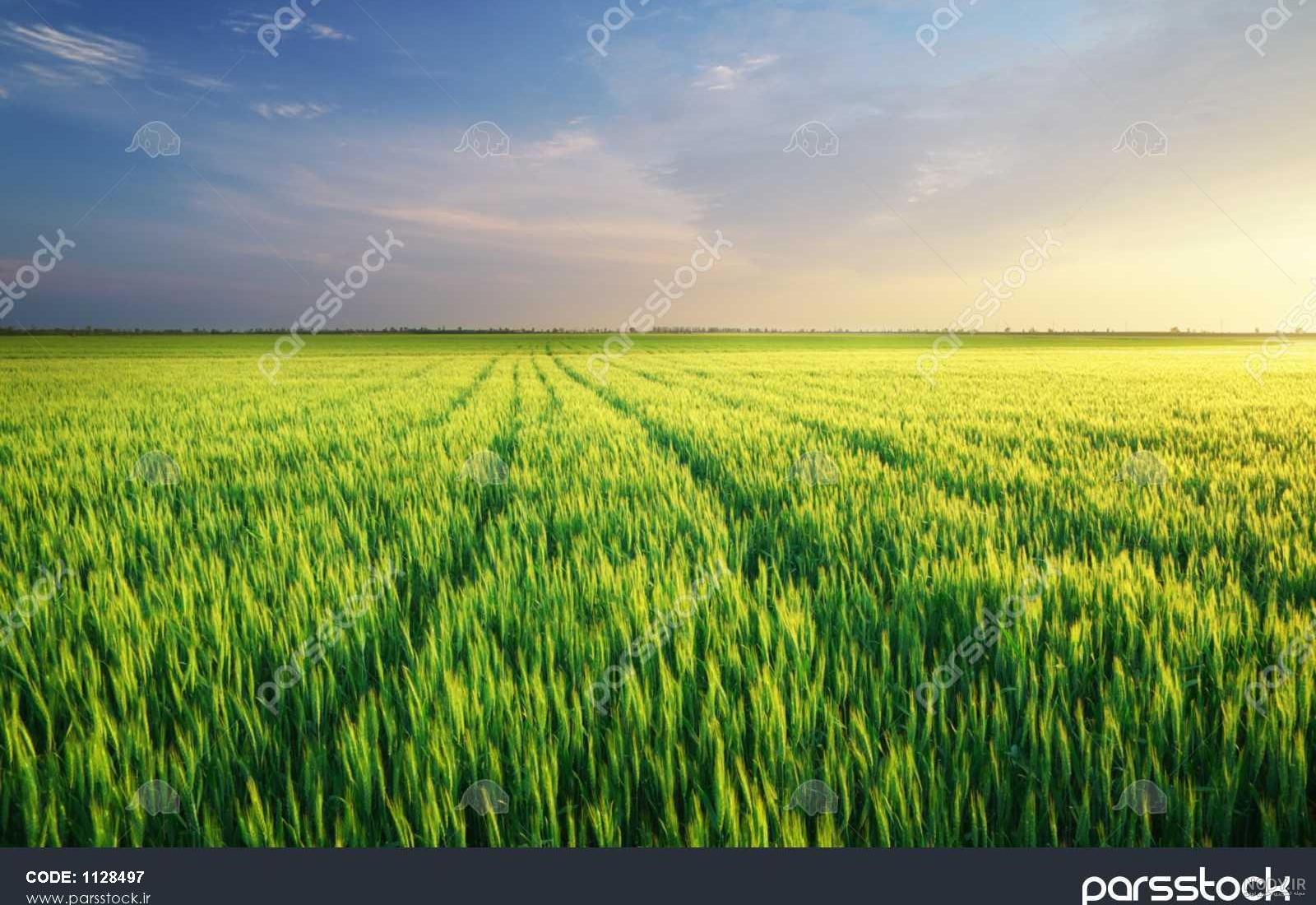 تصویر یک سبزه زار زیبا تصویر یک سبزه زار زیبا