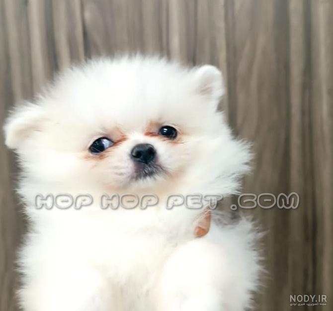 سگ پامرانین pomeranian white dog