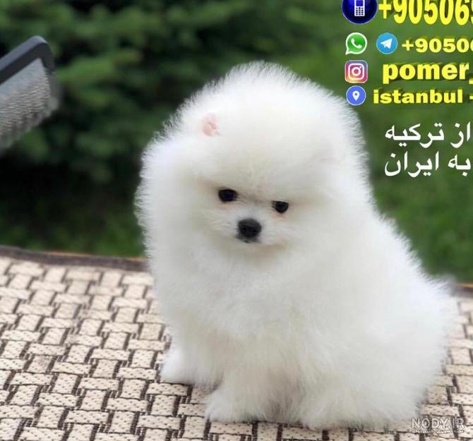 شنا کردن سگ پامرانین - آموزش پامرانین