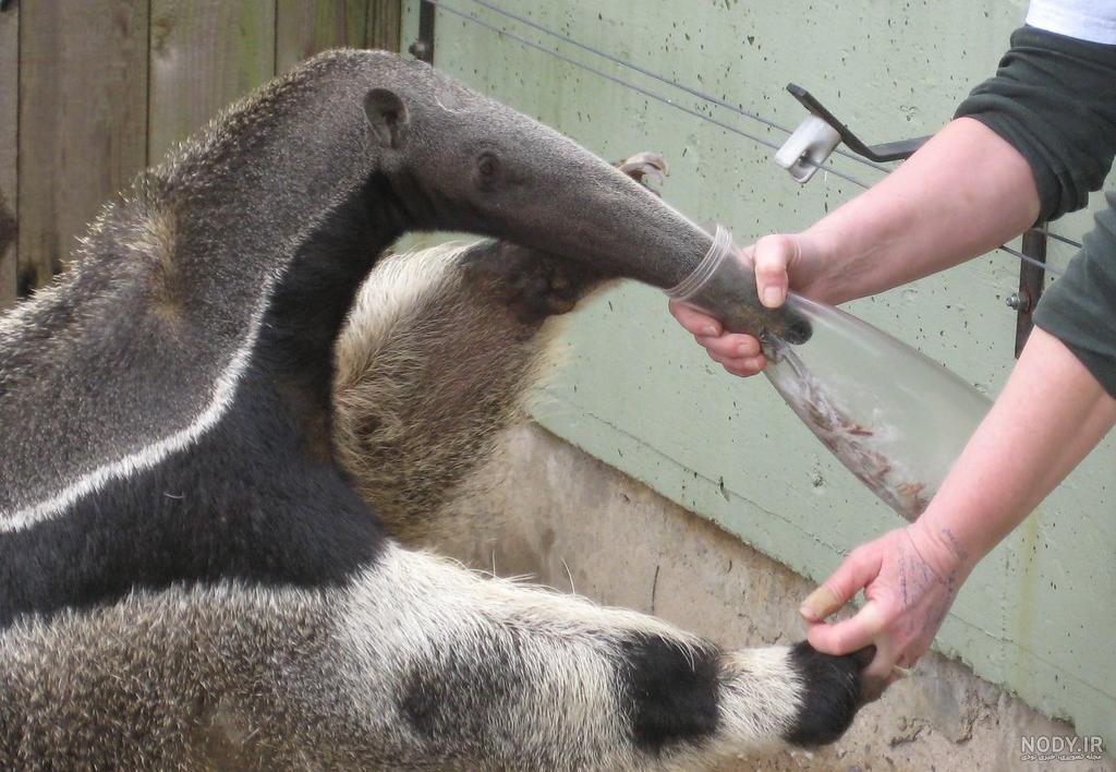 عکس بچه مورچه خوار baby of anteater عکس بچه مورچه خوار baby of anteater