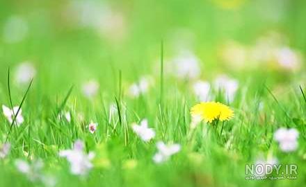 عکس سبزه زار کارتونی عکس سبزه زار کارتونی