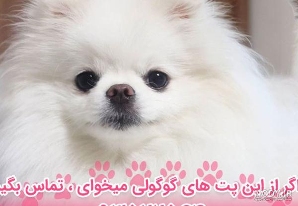 عکس سگ پامرانین سفید