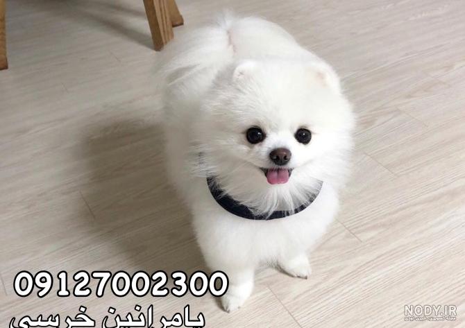 عکس سگ پامرانین سفید پشمالو