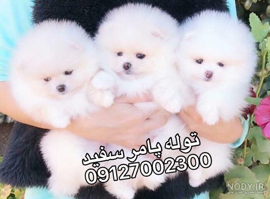 عکس سگ پامرانین سفید پشمالو