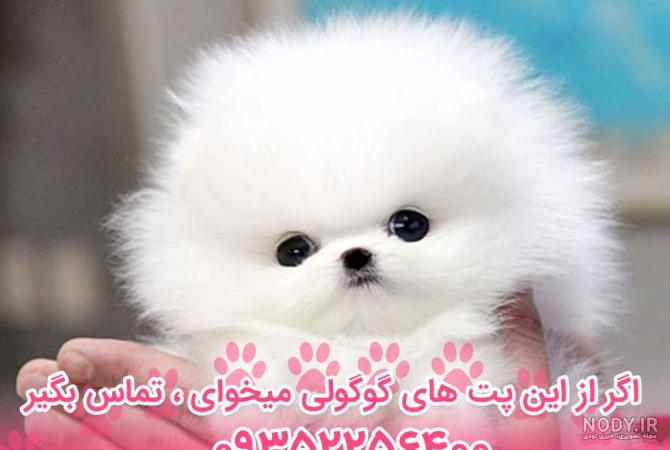 عکس سگ پاکوتاه ایرانی سفید