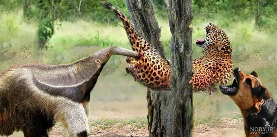 عکس مورچه خوار | توعکس، گالری تصاویر عکس مورچه خوار | توعکس، گالری تصاویر