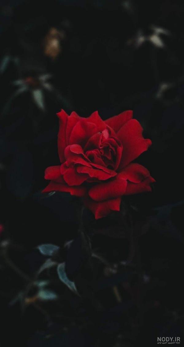 عکس گل رز پس زمینه