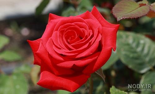 عکس گل رز پس زمینه