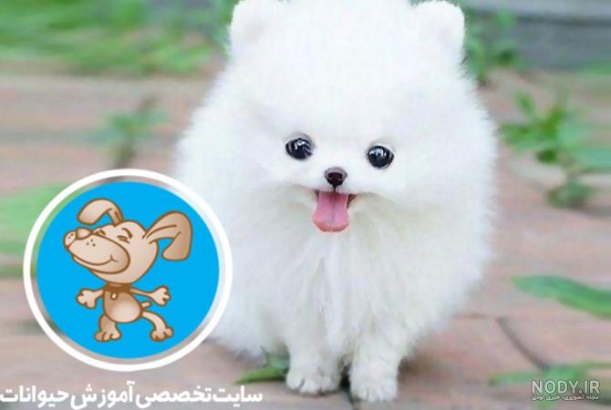 مجموعه عکس سگ پامرانین سفید پشمالو (جدید)