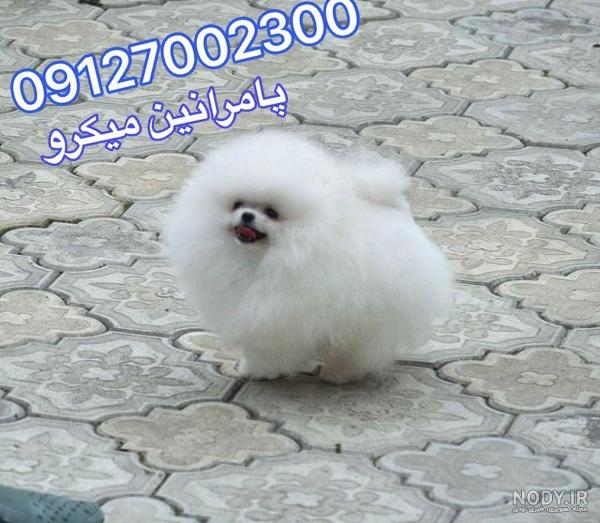معاینه یک توله سگ پامرانین سفید و کوچولو :))