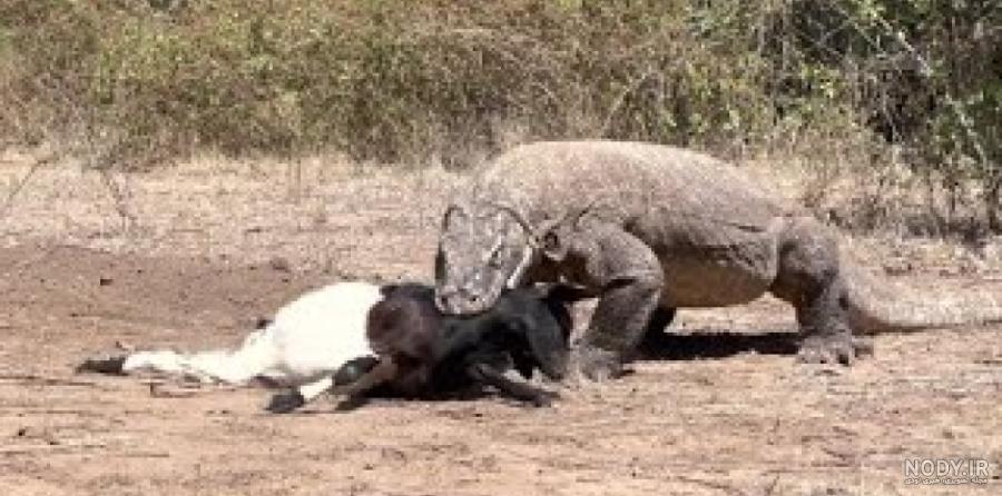 مورچه خوار anteater مورچه خوار anteater