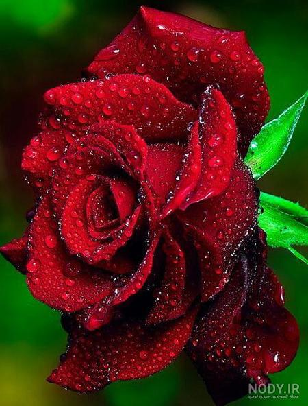 گل رز زیبا ؛ گل رز از همه رنگ برای پروفایل
