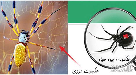 10 گونه از سمی ترین و خطرناک ترین عنکبوت های جهان+تصاویر