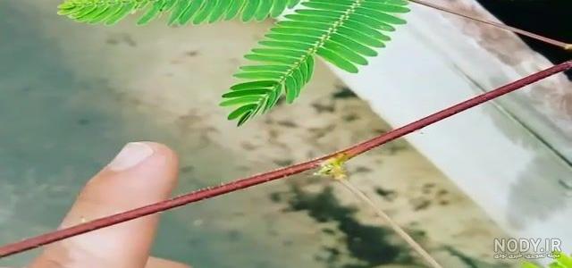 روش نگهداری از گل قهر و آشتی یا گیاه میموزا | وبلاگ گُل‌سِتان