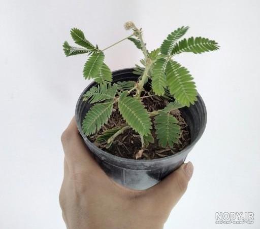 روش نگهداری گل قهر و آشتی از میزان آب و نور تا آفت ها
