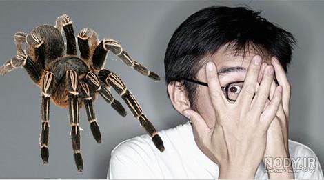 عنکبوت - Spider | خطرناکترین عنکبوت های جهان را بشناسید | میهن سم