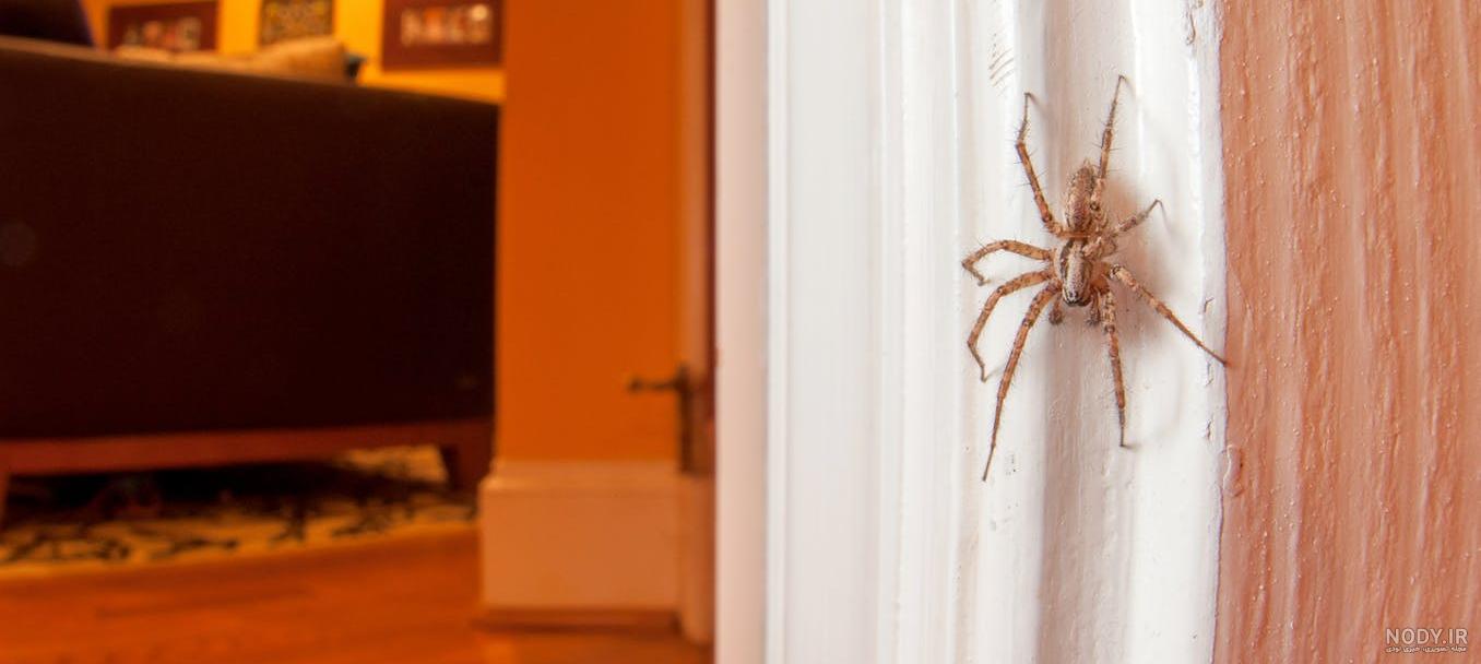 عنکبوت - Spider | خطرناکترین عنکبوت های جهان را بشناسید | میهن سم