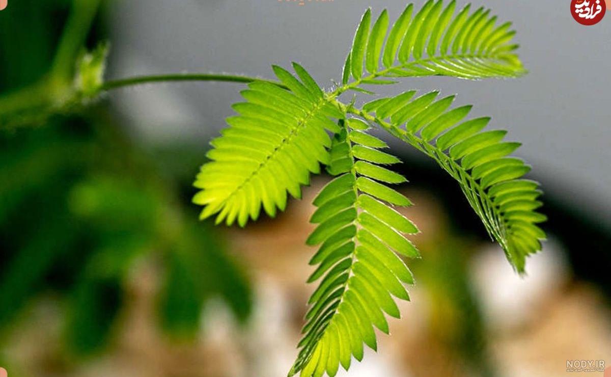 عکس از گل قهر