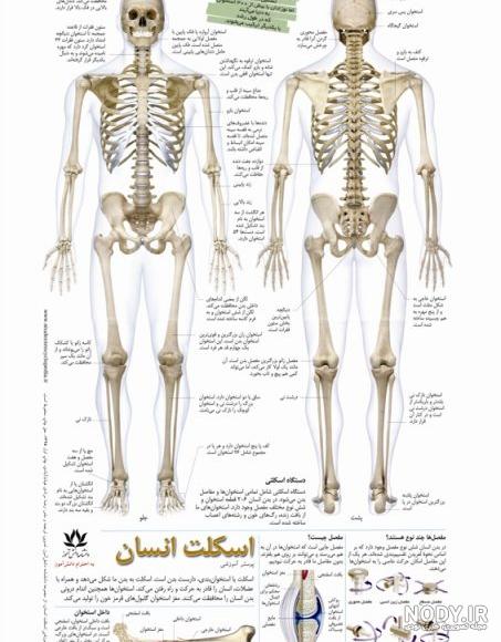 عکس اسکلت استخوانی