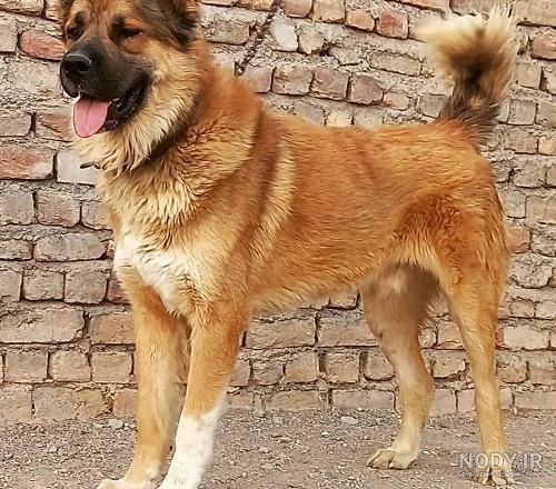 عکس سگ وحشی سرابی