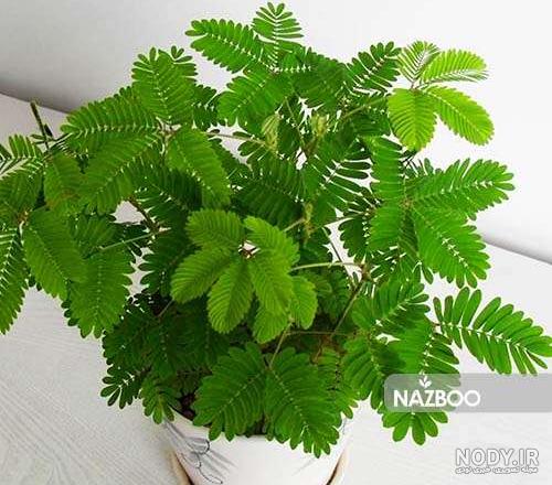 عکس گل قهر