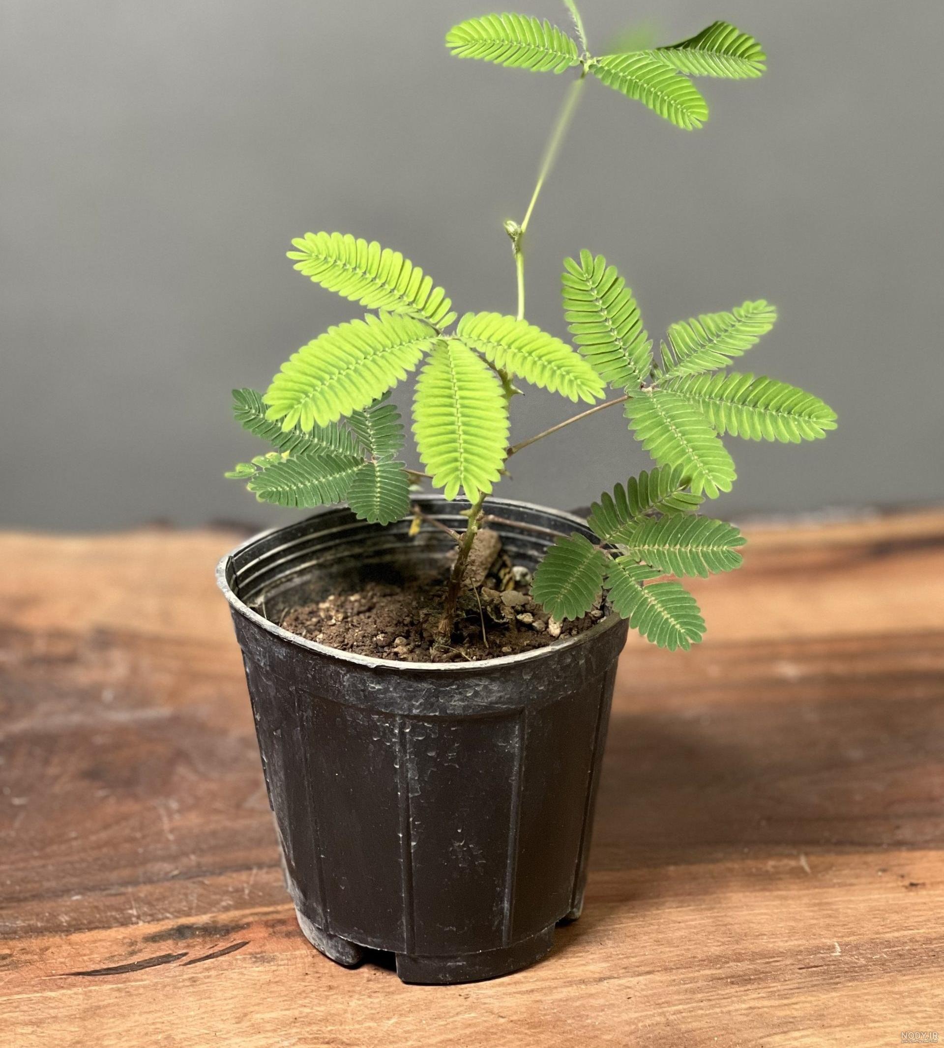 عکس گل قهر آشتی