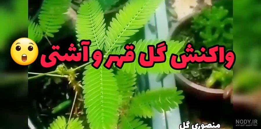 عکس گل قهر کن