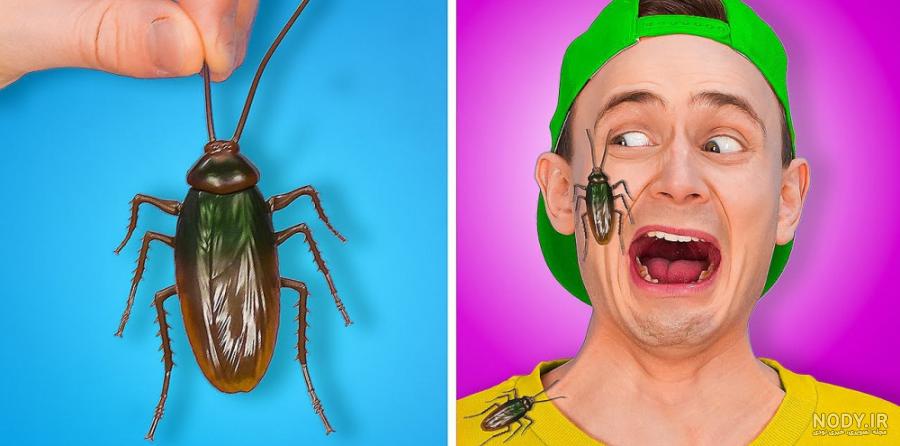 مبارزه هزار پا vs سوسک واقعی