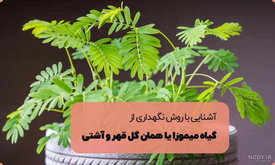 معرفی کامل گل قهر و آشتی + روش مراقبت و پرورش