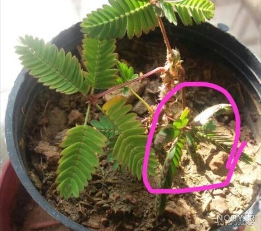 نازبو | بذر گل قهر و آشتی و نحوه کاشت آن